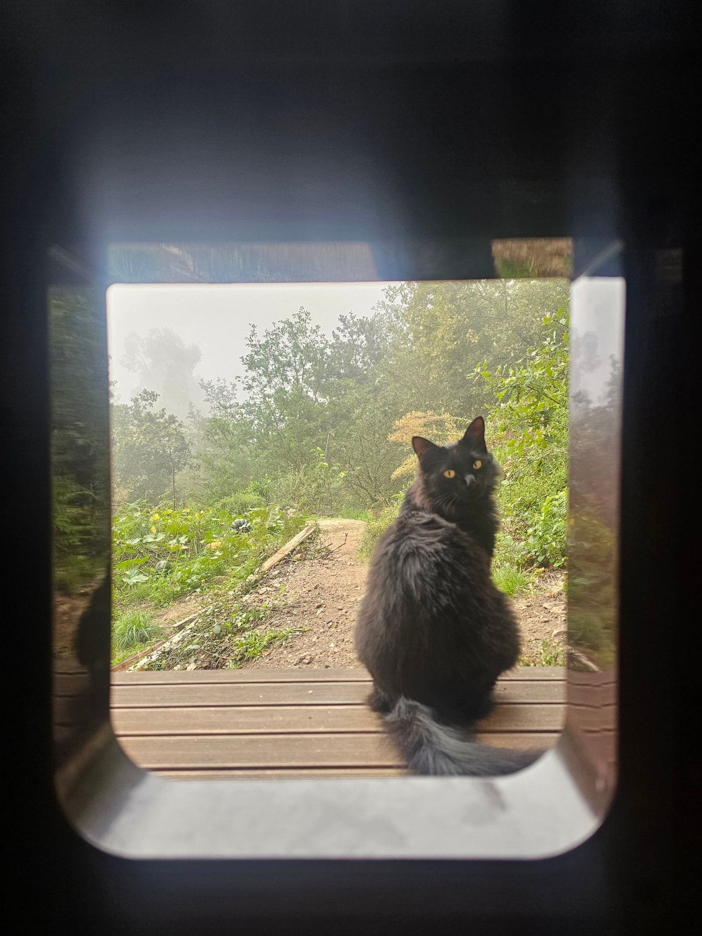 Nimbu, a long-haired black cat, glancing back through a window at the misty garden
