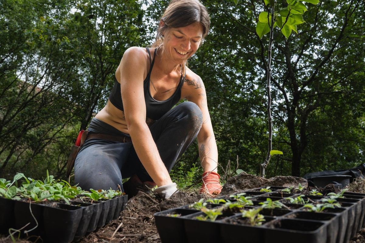 Planting young trees into the hillside