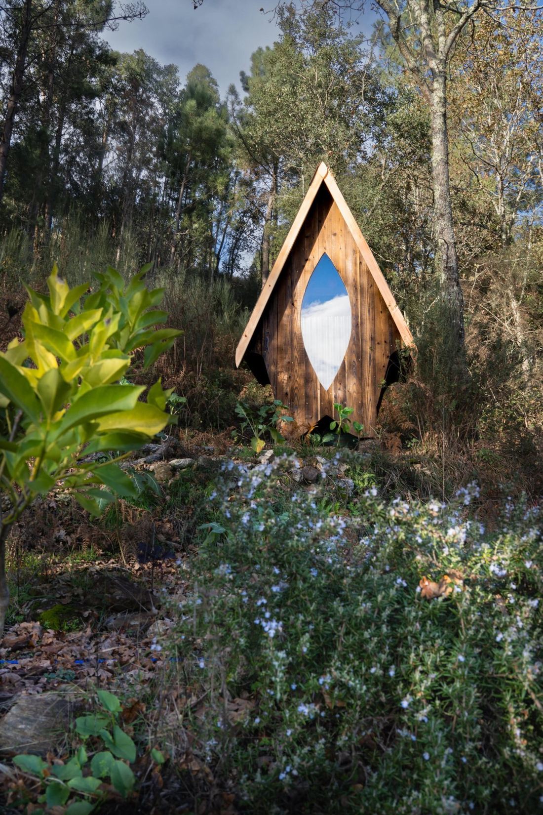 The poop shrine, an A-frame compost toilet with a pointed window, behind flowering rosemary