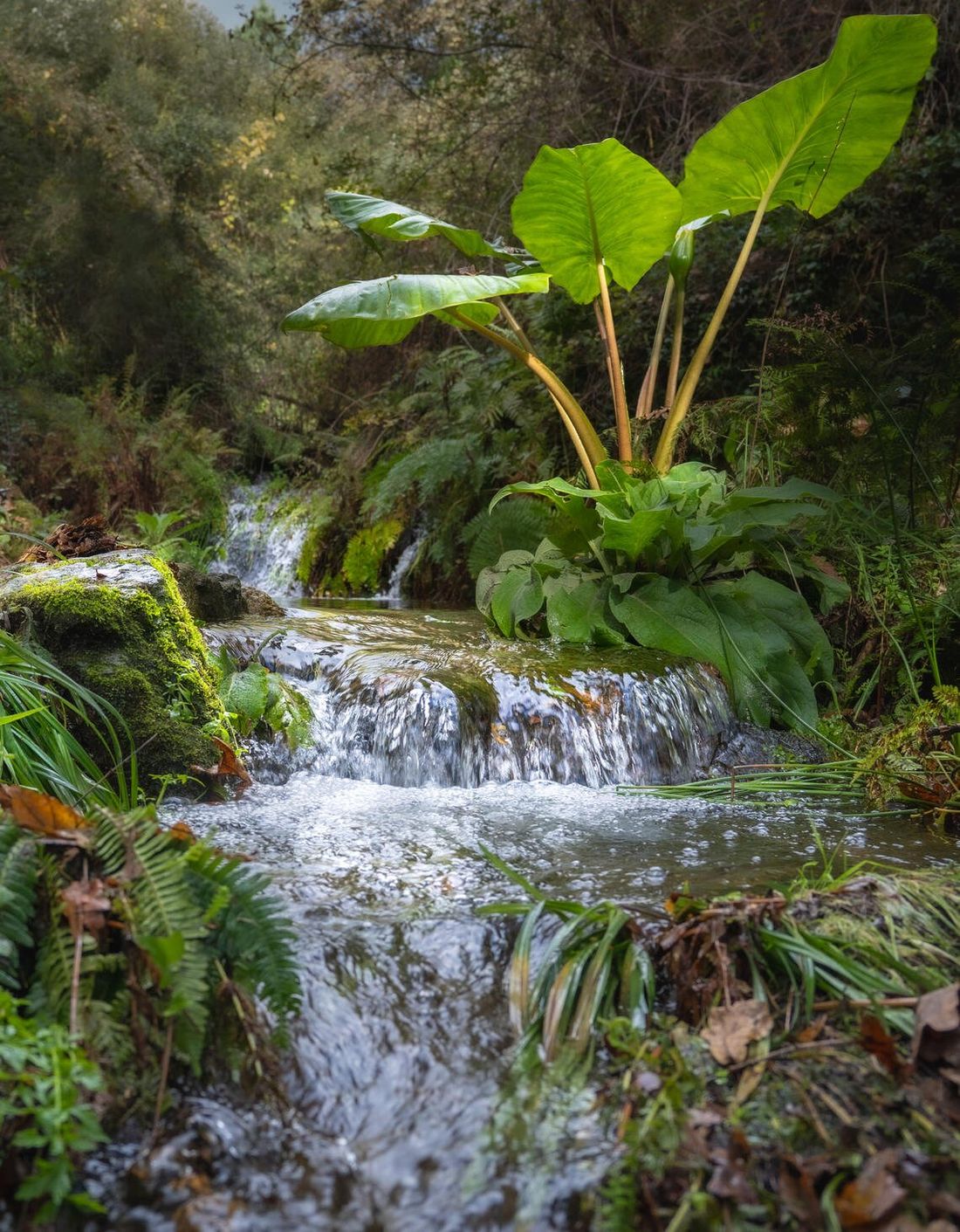 The creek tumbling over mossy rocks into the pool
